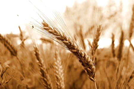 Spike grain wheat field photo