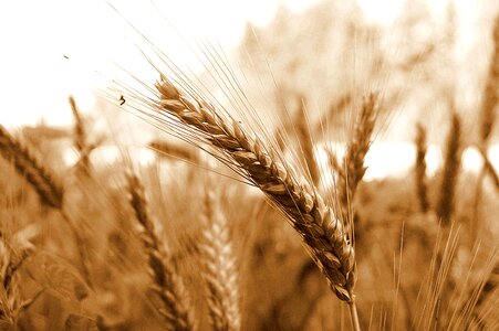 Spike grain wheat field