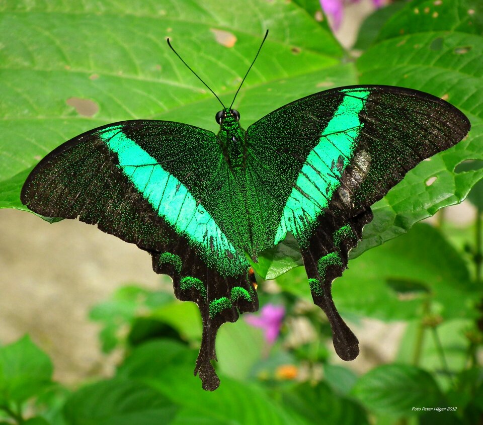 Butterfly insect wing