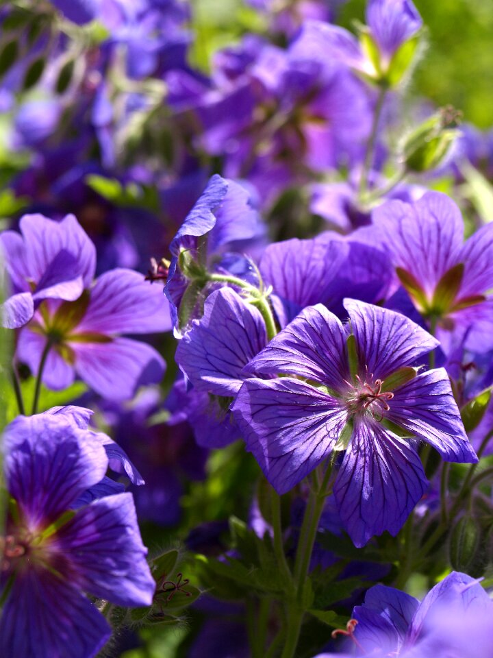 Blossom bloom pointed flower