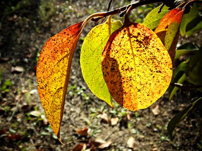Trees dry leaf colors photo