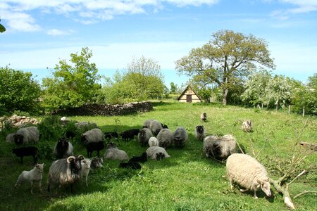 Sheep pasture nature