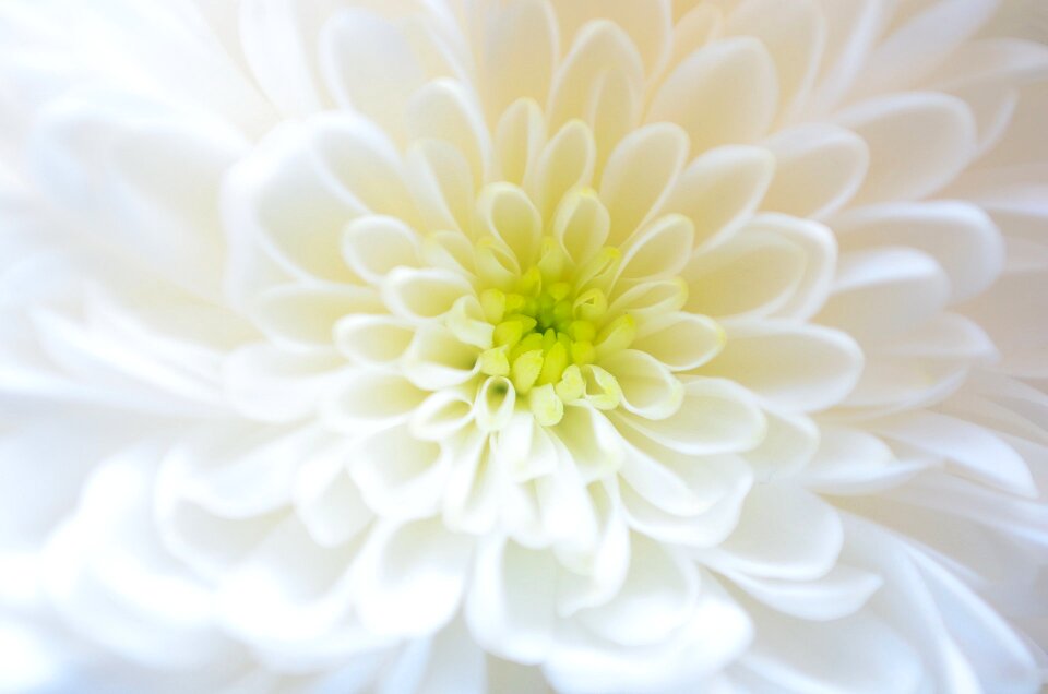 Nature macro background