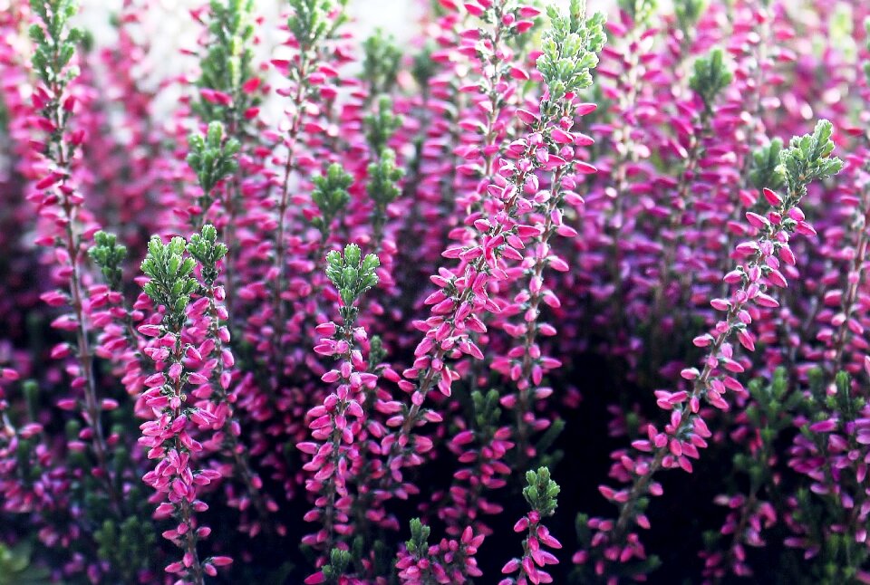Flowers pink garden