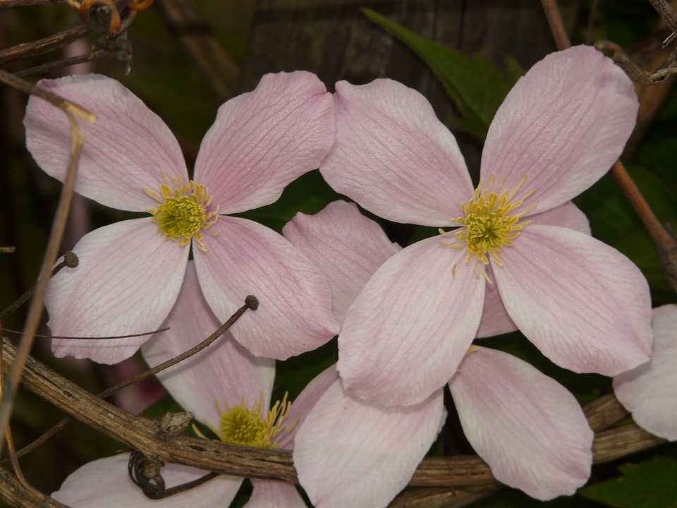 Blossom bloom bloom