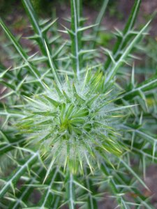 Plant summer green