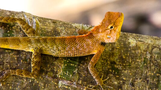 Lizard reptile Free photos