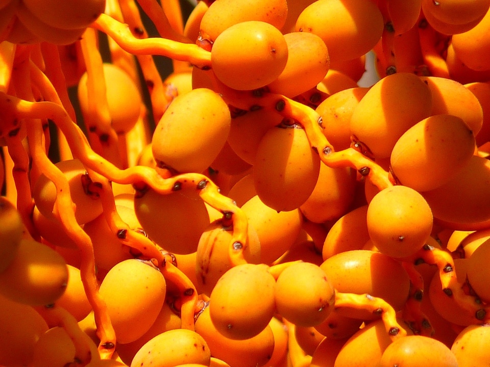 Fruits yellow orange