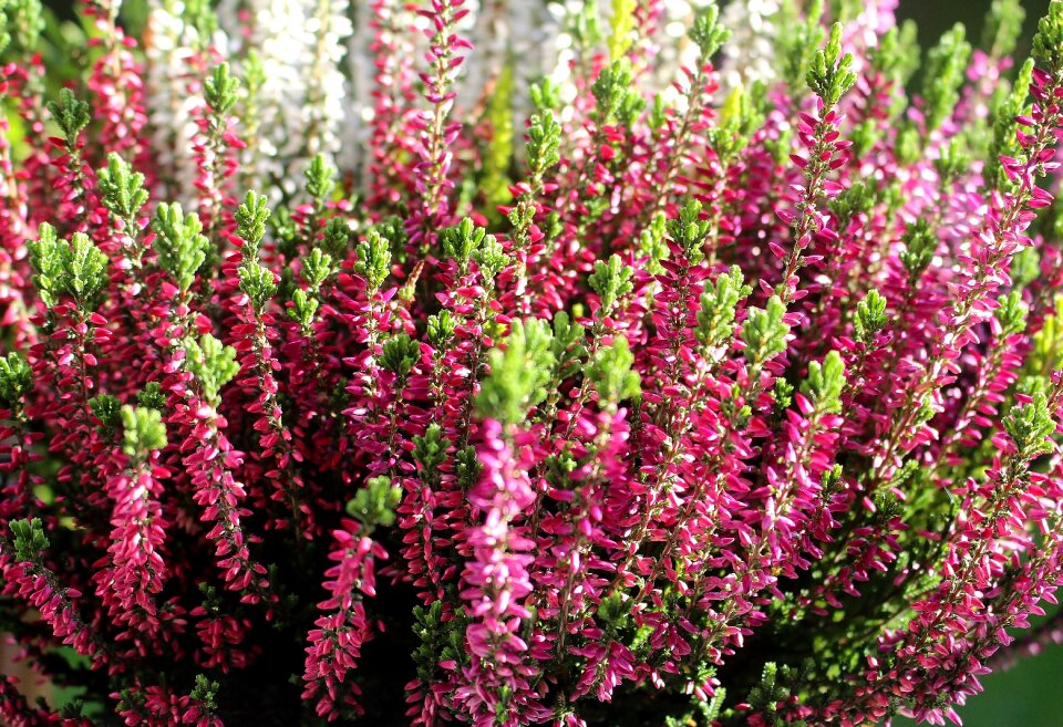 Flowers garden autumn