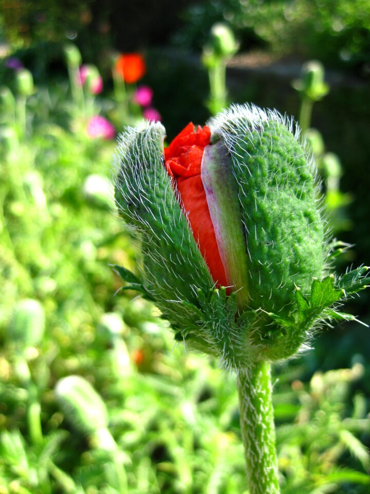 Flower nature red