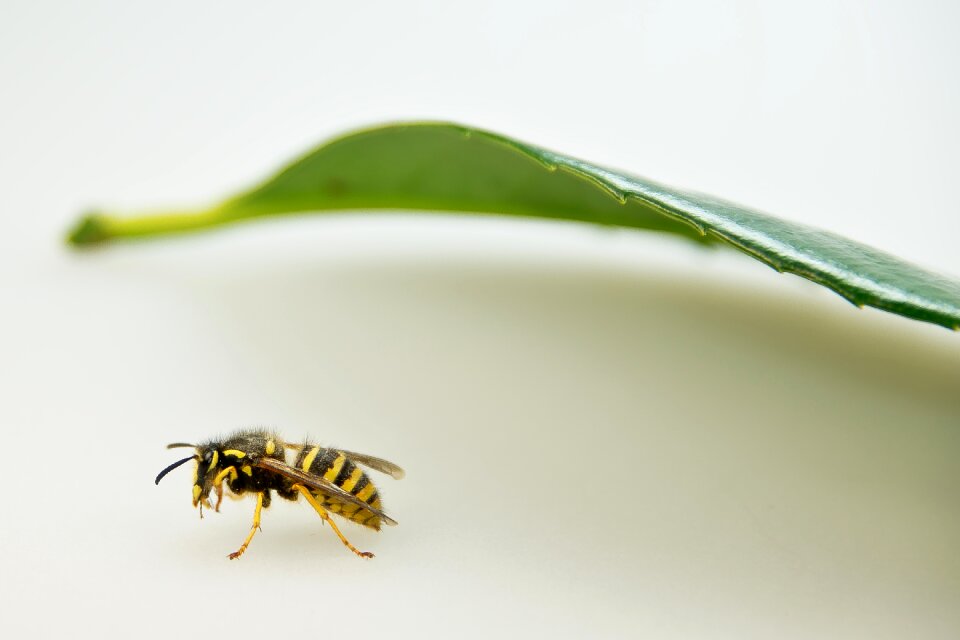 Macro summer sting