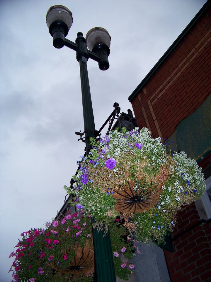Hanging plant street urban
