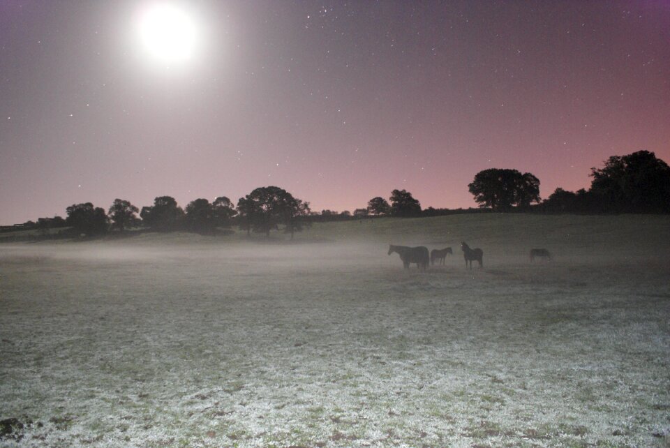 Horse frost prairie