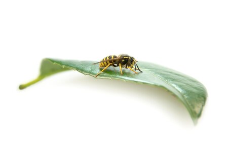 Macro summer sting