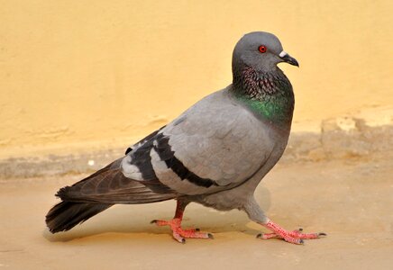 Nature bird walk