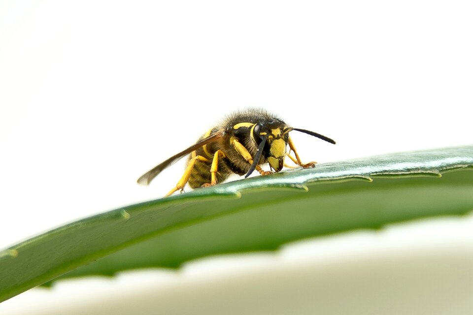 Macro summer sting