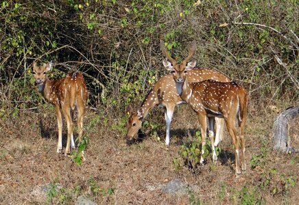 Deer wildlife mammal