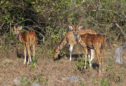 Deer wildlife mammal photo