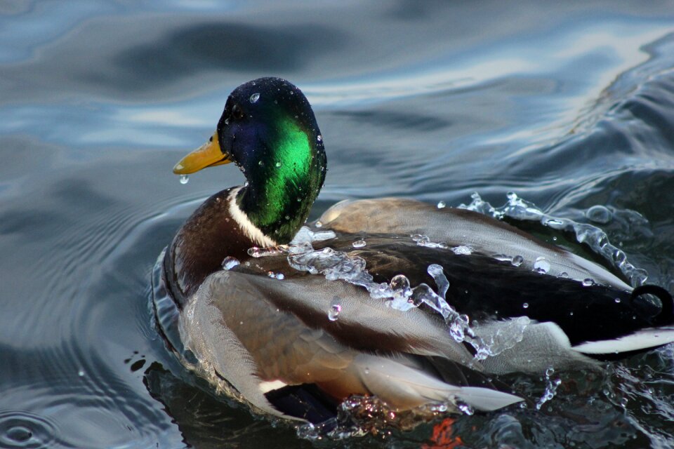 Water bird duck bird animal world