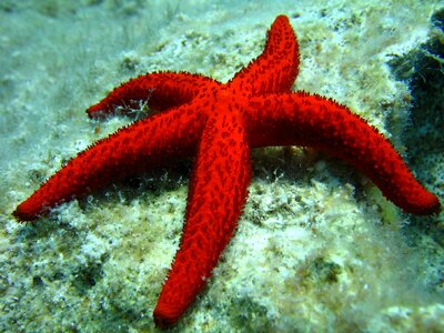 Rhodes underwater sea photo