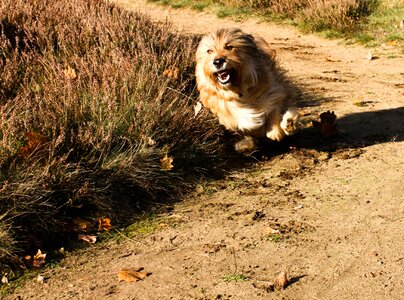 Dog animal run