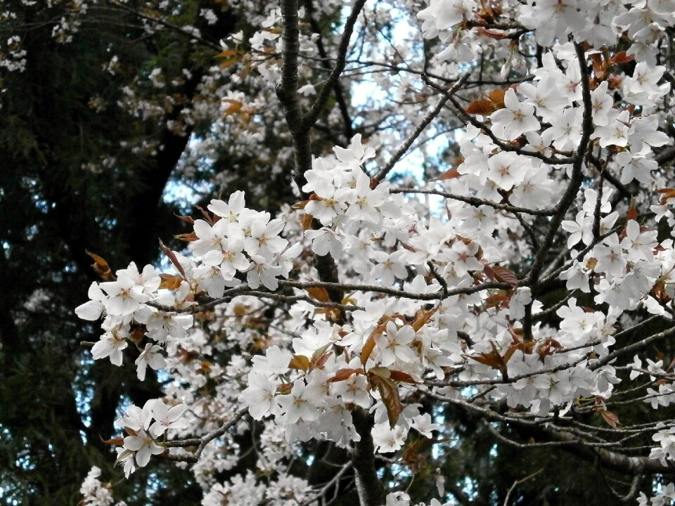 Spring flowers japan flower spring