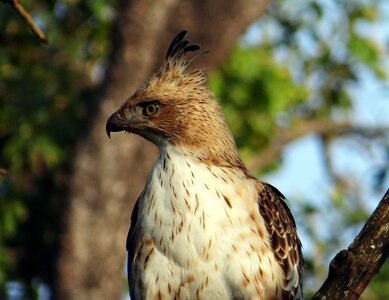 Nisaetus cirrhatus bird wildlife