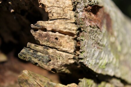 Hollow tree trunks morsch