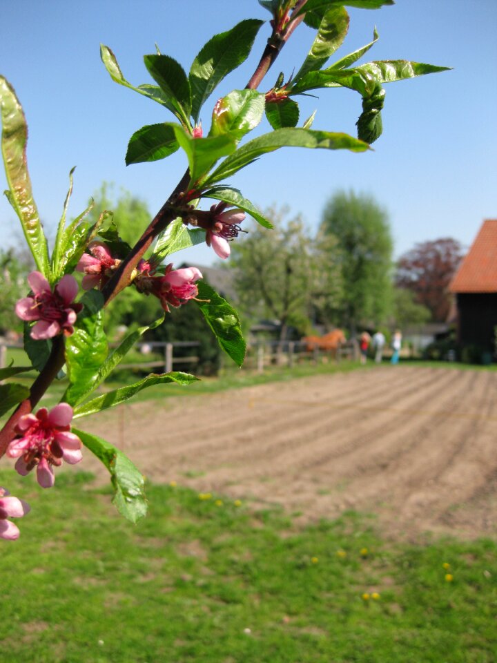 Apple tree landscape field