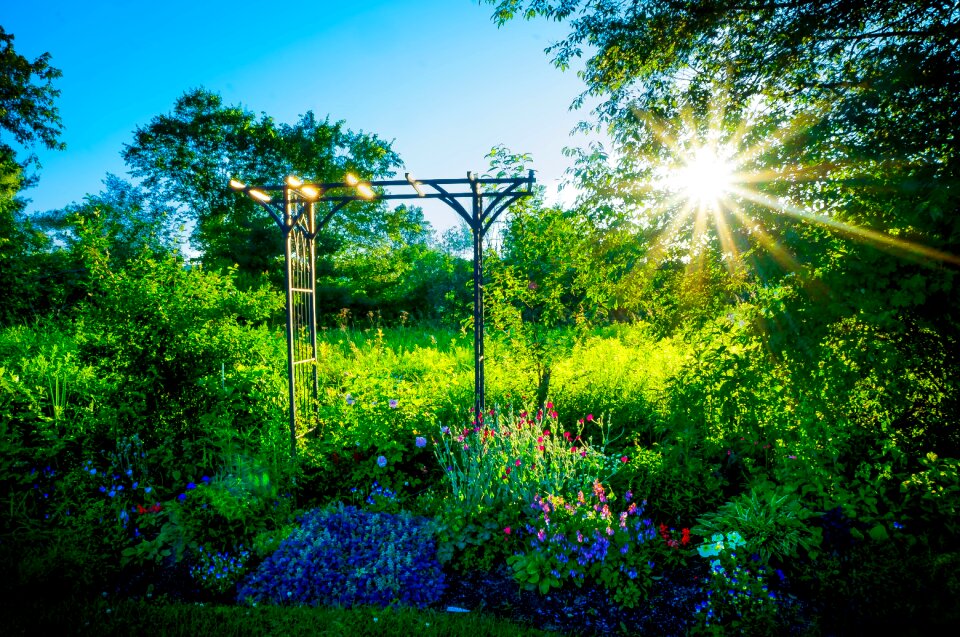 Floral blossom summer