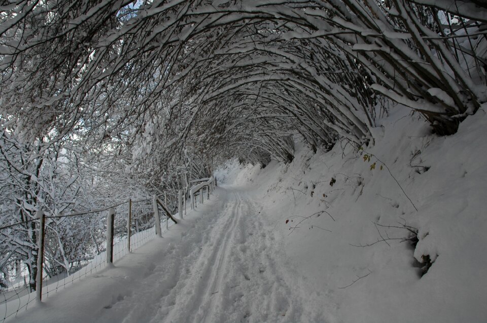Shrubs snow covered