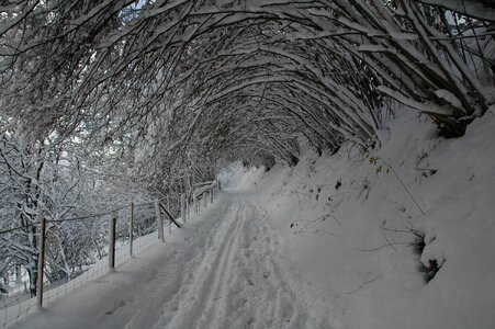 Shrubs snow covered