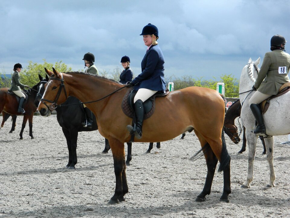 Animal stallion farm