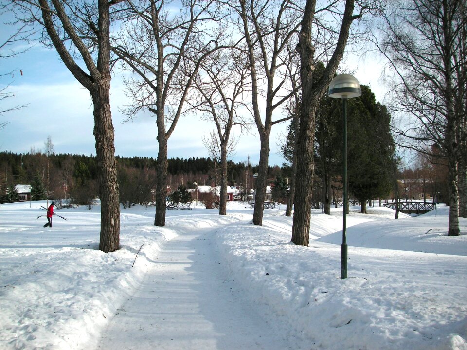 Ice landscape forest