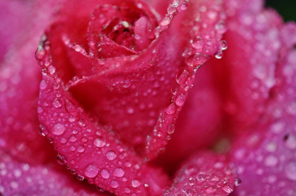 Nature floral garden