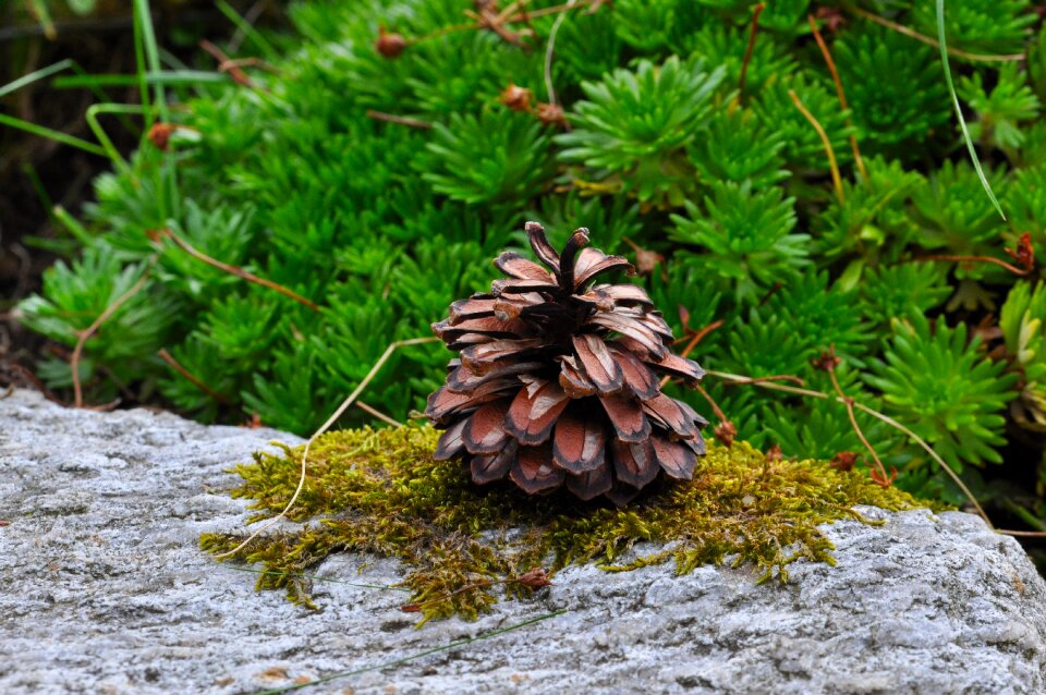 Stone moss nature