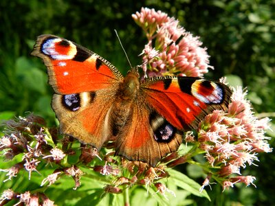 Flowers insect animal photo