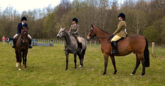Animal stallion farm