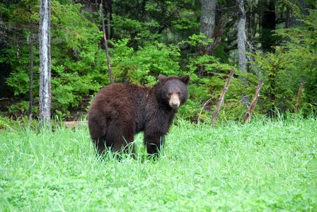 Brown bear canada national park