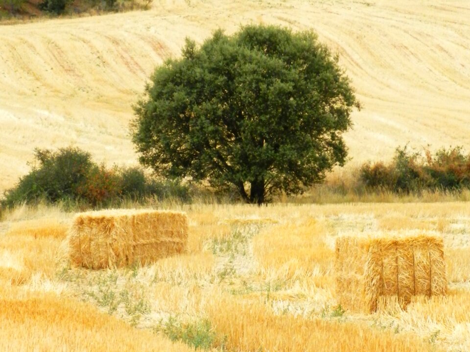 Packages straw yellow