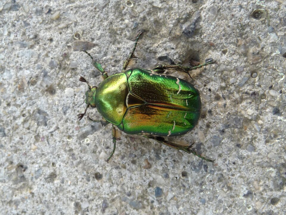 Green rose chafer bug