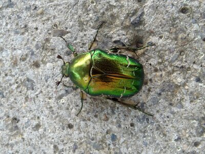 Green rose chafer bug