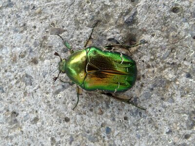 Green rose chafer bug photo