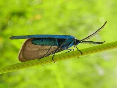 Antennas feathery blue photo