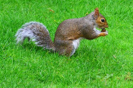 Animal mammal eating cobnut photo