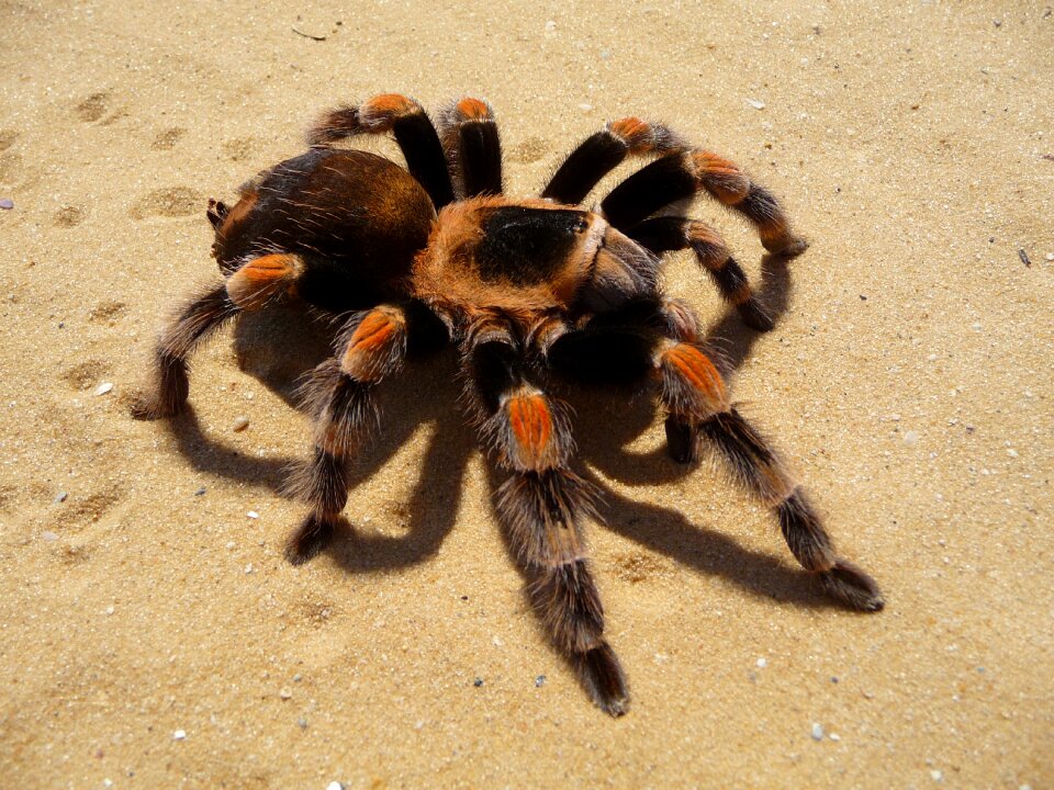 Red-knee arachnid hairy