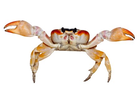 Claw crab creature photo