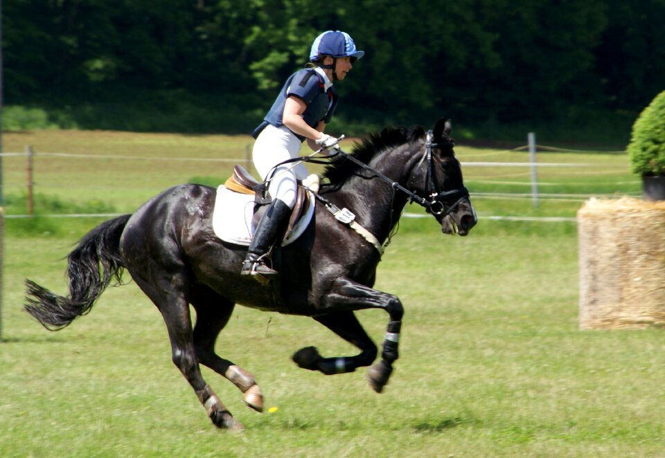Competition equestrian movement