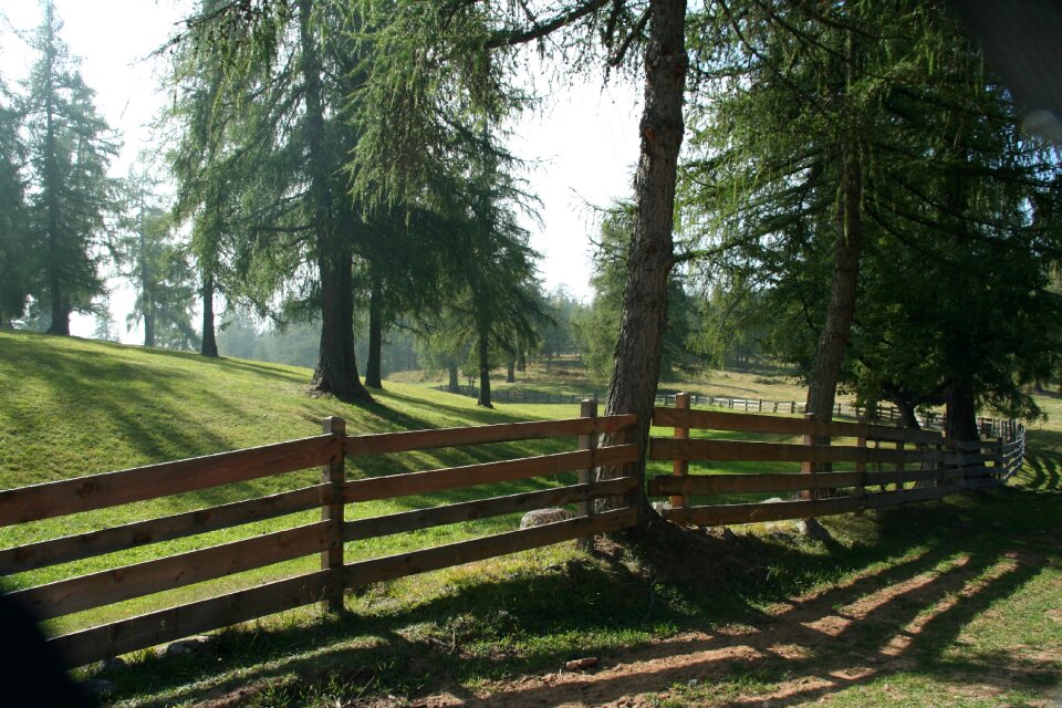 Forest pasture fence