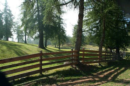 Forest pasture fence
